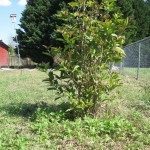 Privacy Fence Shrub 1