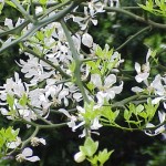 Poncirus_trifoliata security landscaping