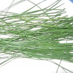 Pine Needle Tea bare
