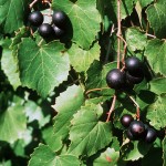 Applied knowledge of Vitis_rotundifolia
