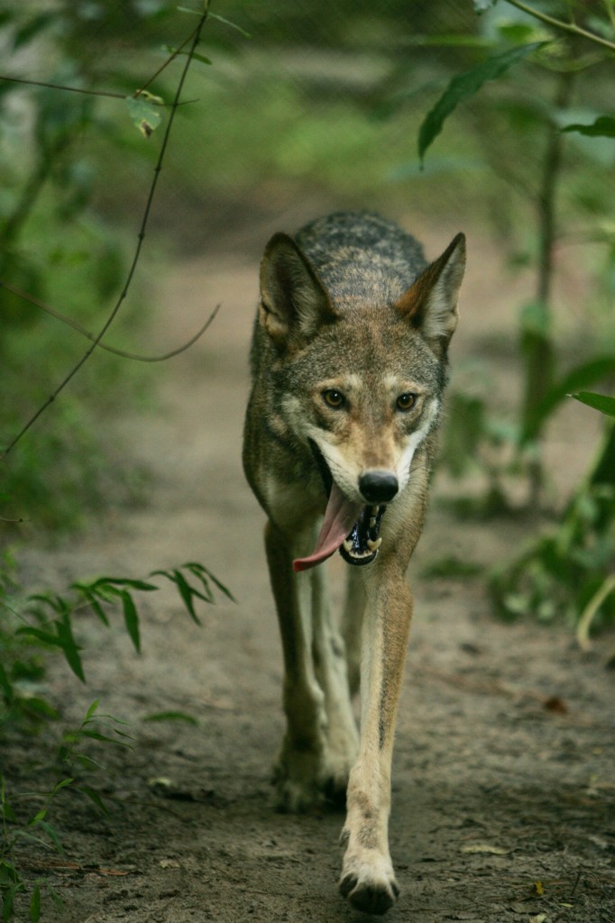 Can You Tell The Difference Between A Red Wolf And Coyote Rural